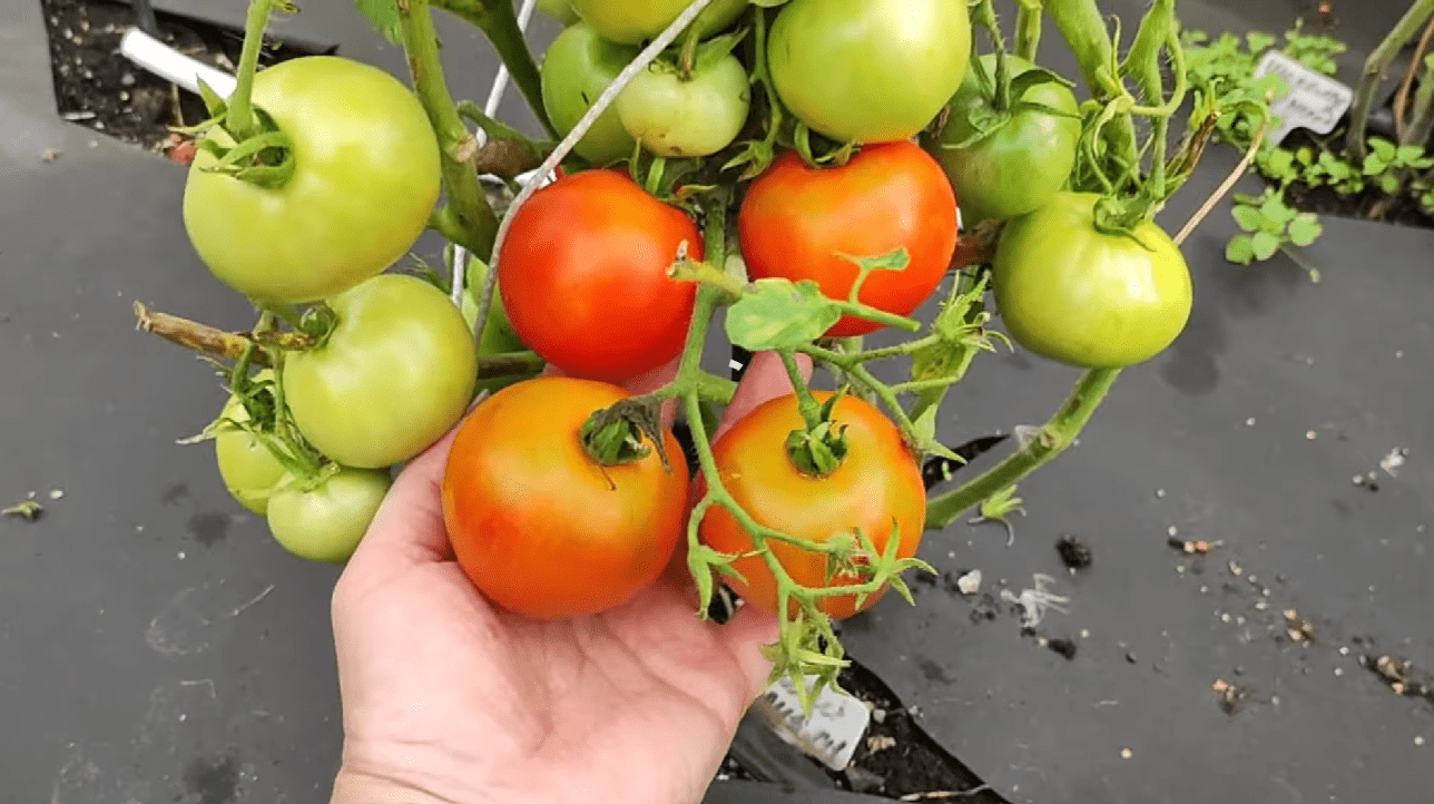 Городники обрали 3 найкращі сорти томатів зі 100 гідних конкурентів