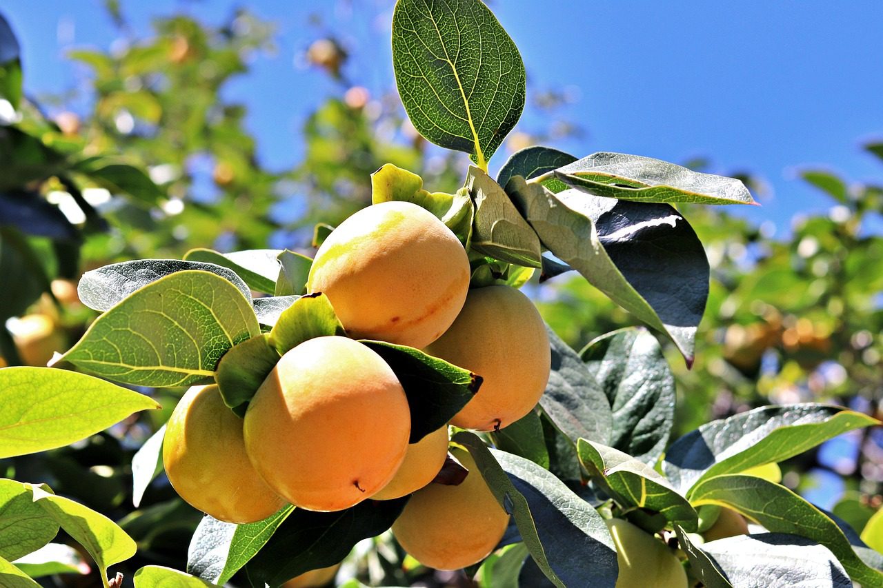 Дачники розповіли, що внести в ґрунт під абрикос – ефективне осіннє добриво Дачники розповіли, що внести в ґрунт під абрикос – ефективне осіннє добриво