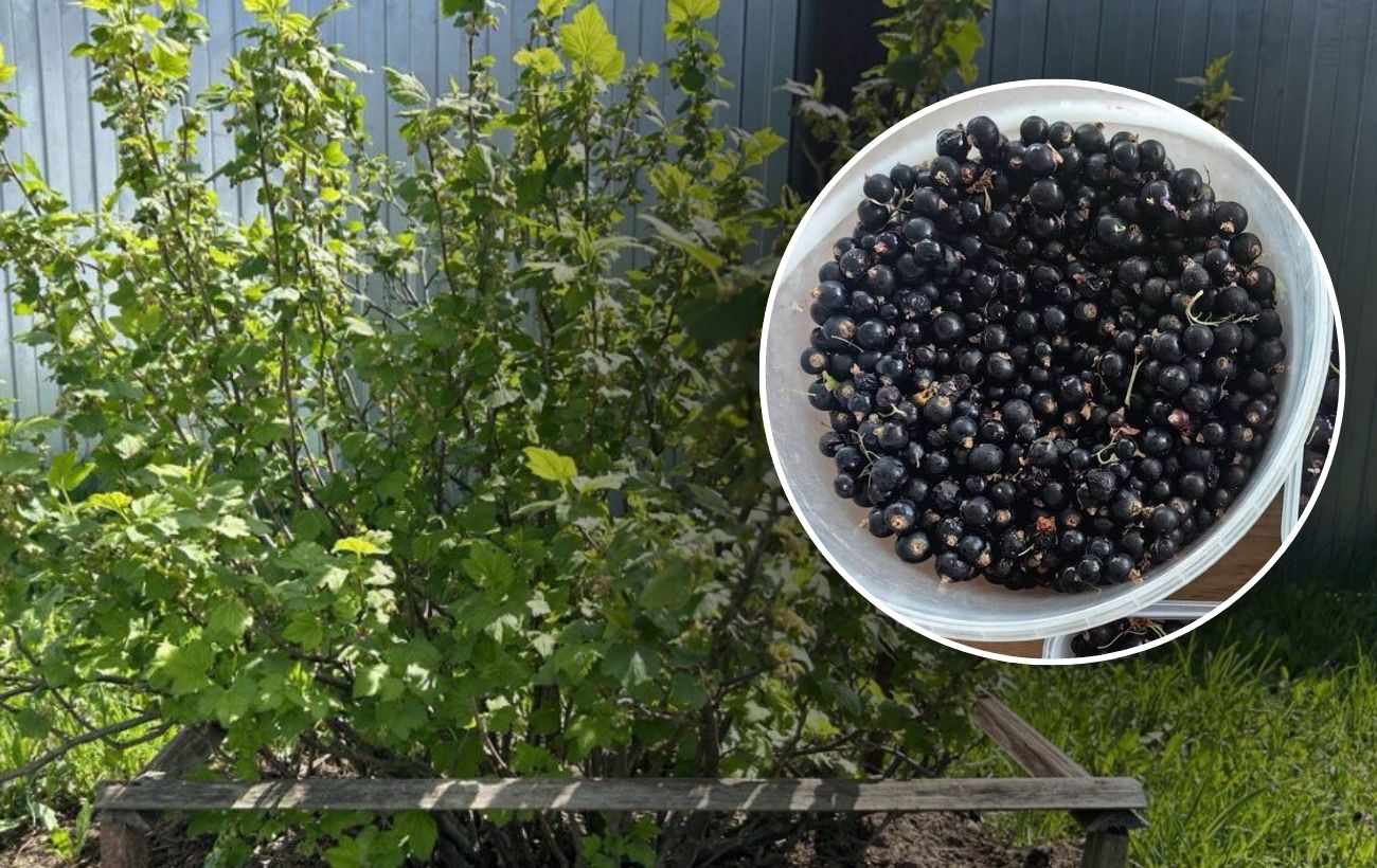Городники розповіли, коли і як правильно обрізати смородину