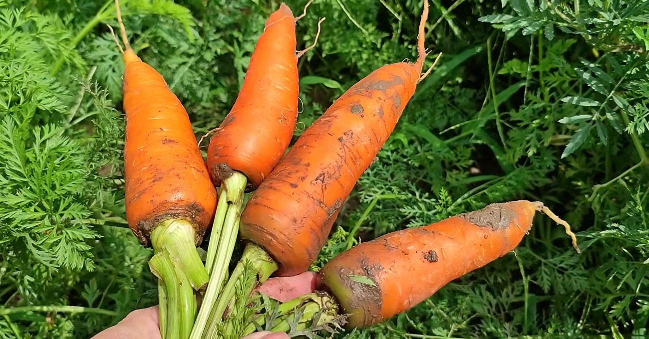 Городники розповіли, як правильно посіяти моркву під зиму