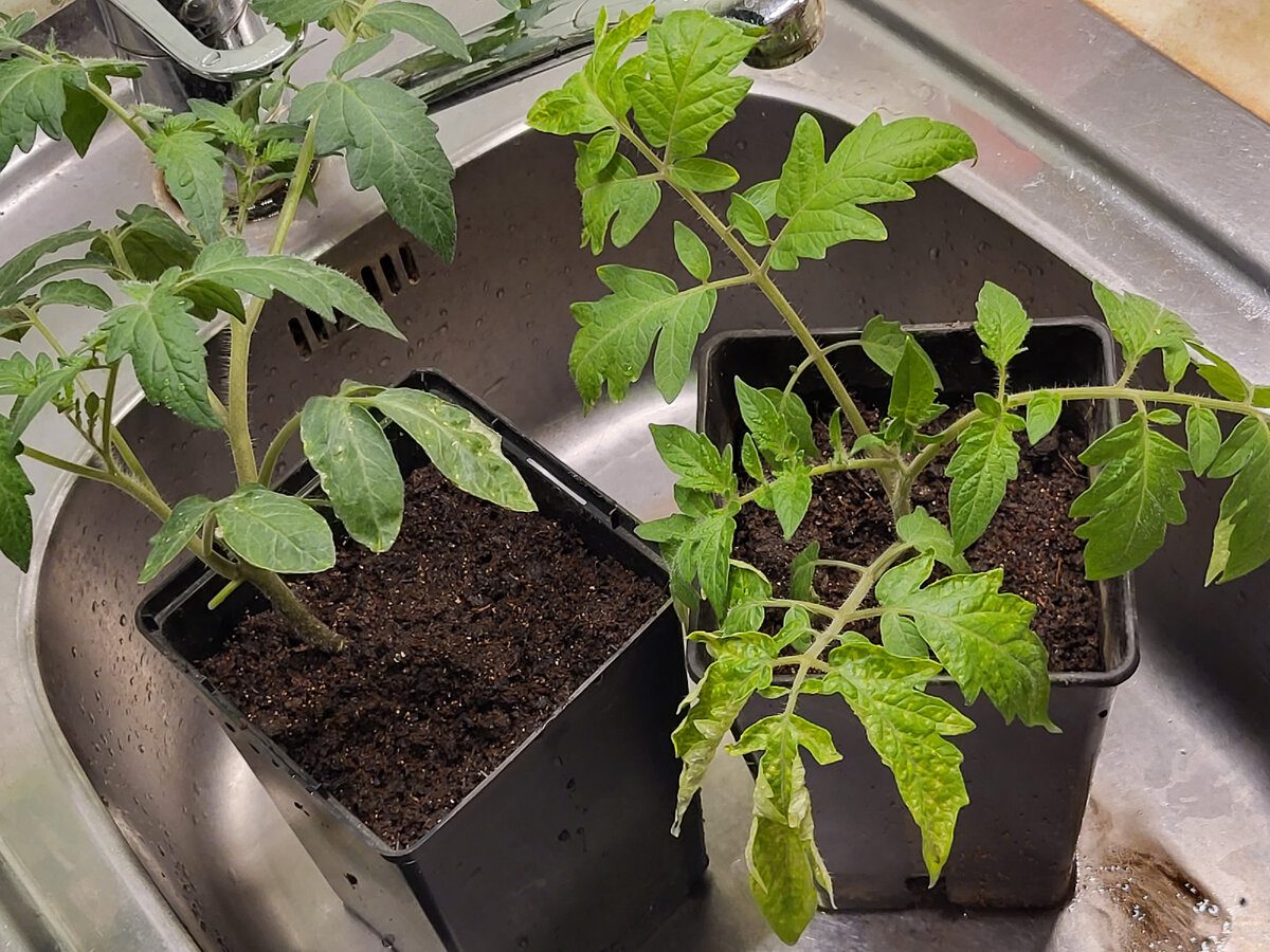 Експерти розповіли, який лайфхак використати, аби не дати розсаді витягнутись під час вирощування