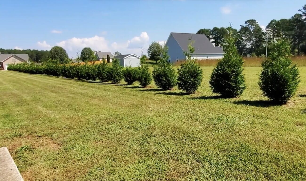 Садівники назвали вісім хвойних рослин, які не можна обрізати восени
