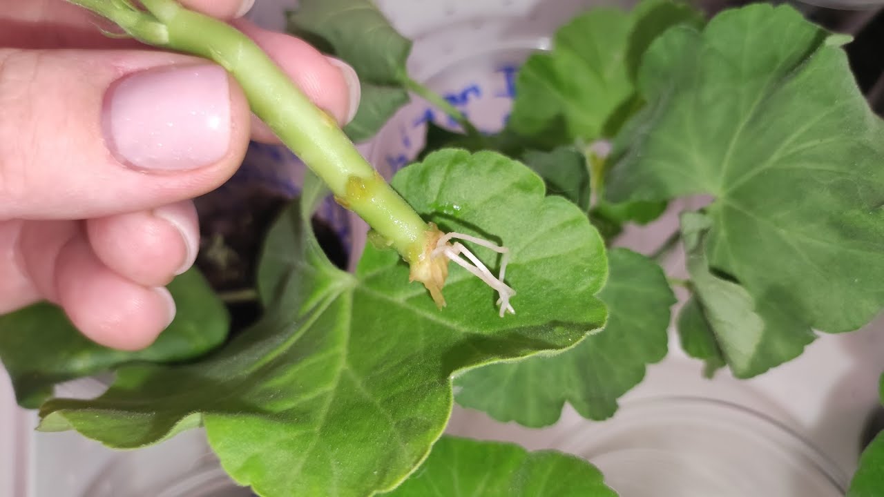 Квітникарі розповіли, як правильно розмножити герань живцями в домашніх умовах