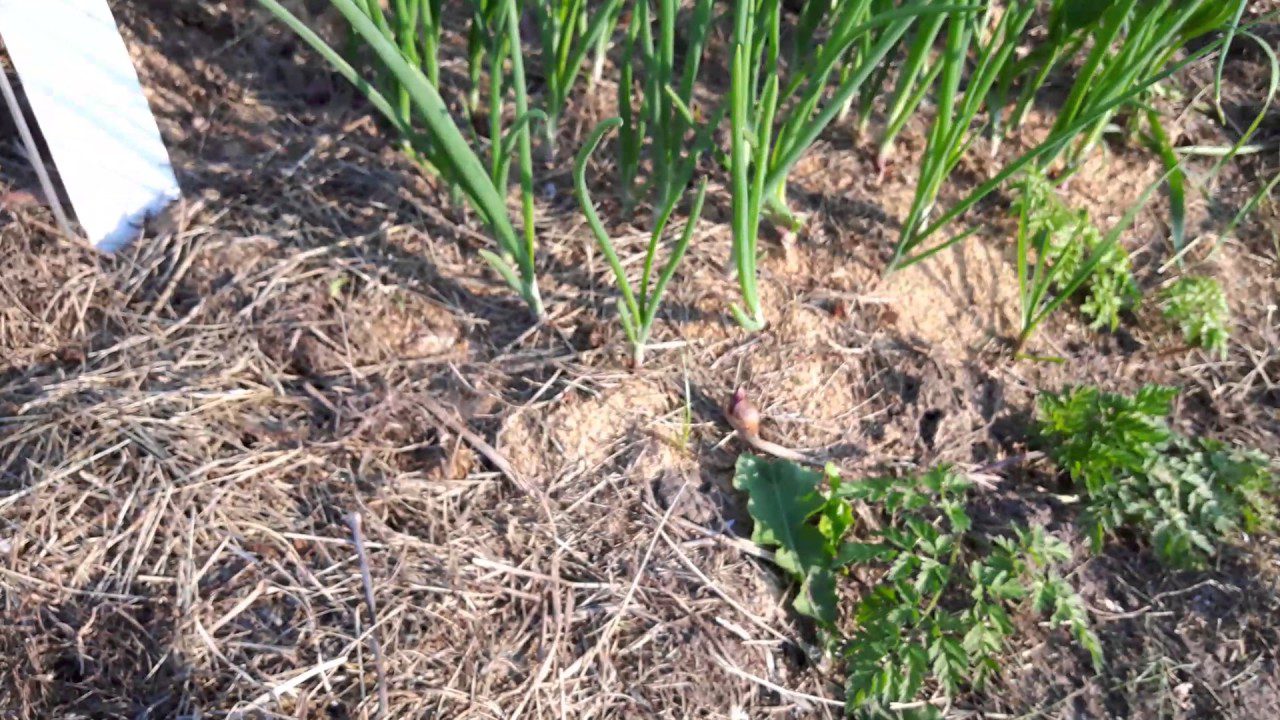 Чим накрити на зиму озиму цибулю