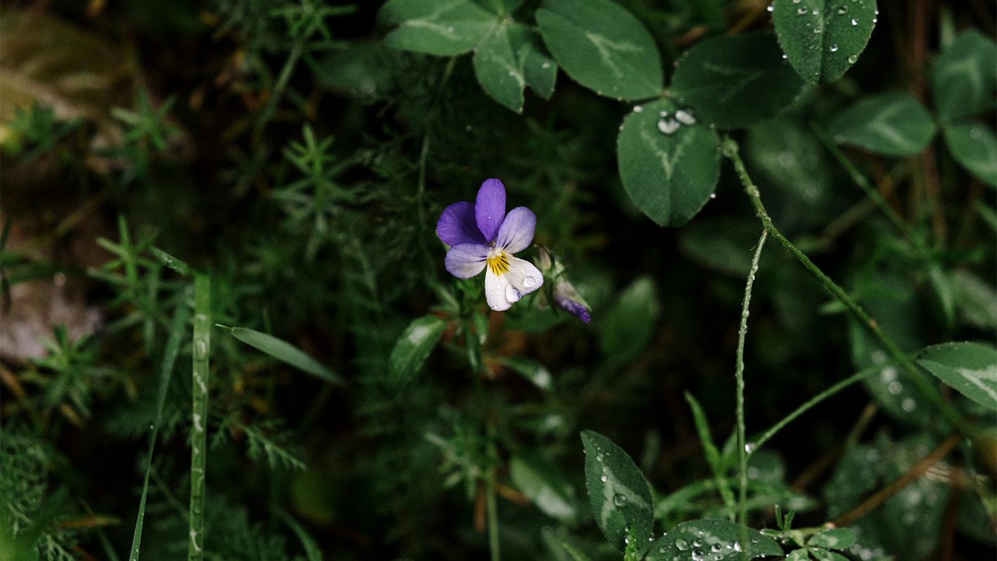 Садівники розсекретили список квітів, які не бояться морозу – ідеальні для зими