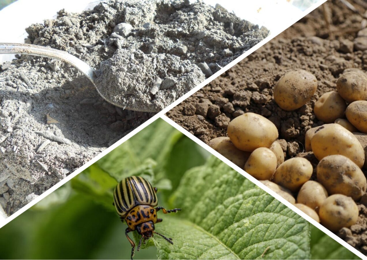 Городники розповіли, які інгредієнти влітку допоможуть боротися з колорадським жуком 