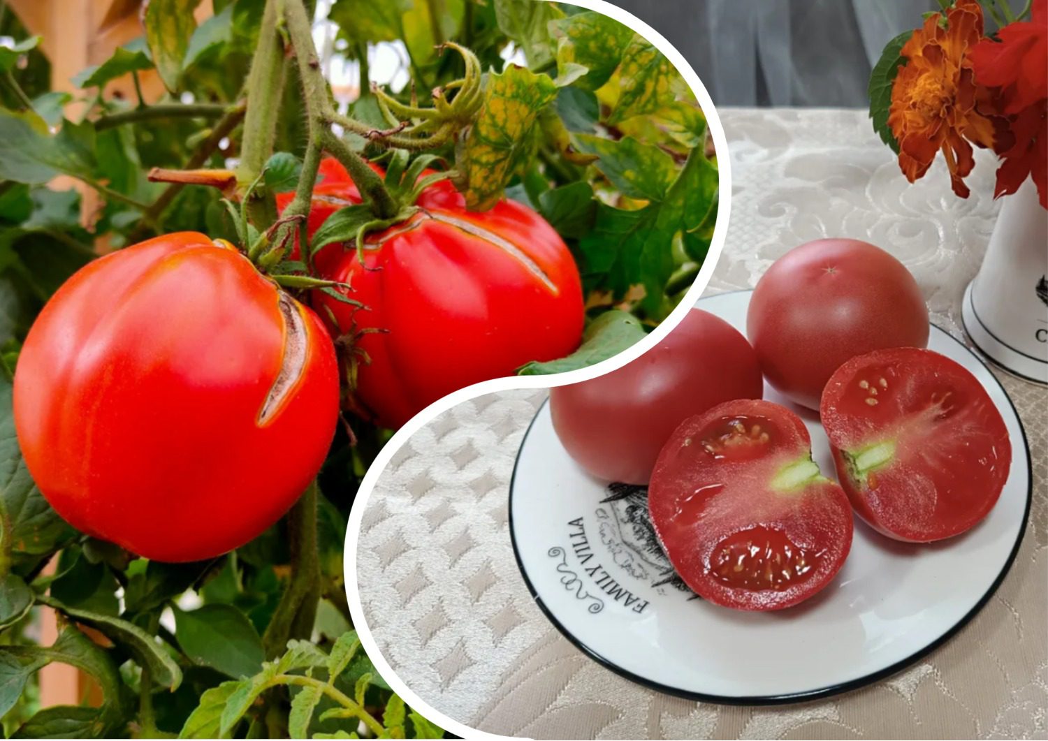 Експерти розповіли, як обрати насіння томатів для нового сезону 