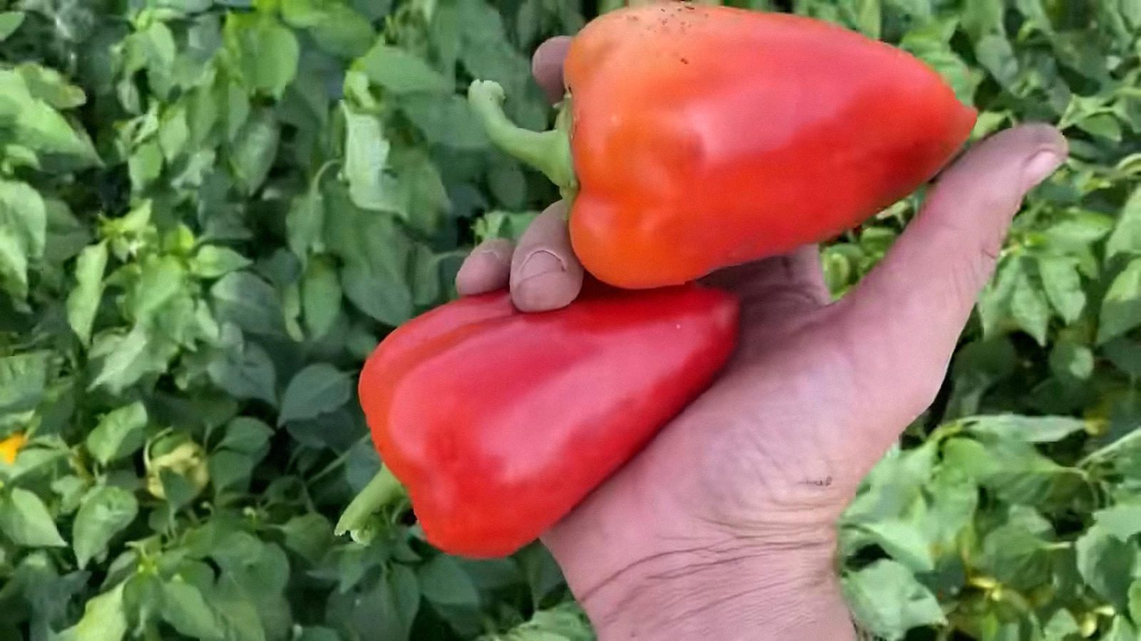 Городники назвали найкращі добрива для підживлення перцю у серпні