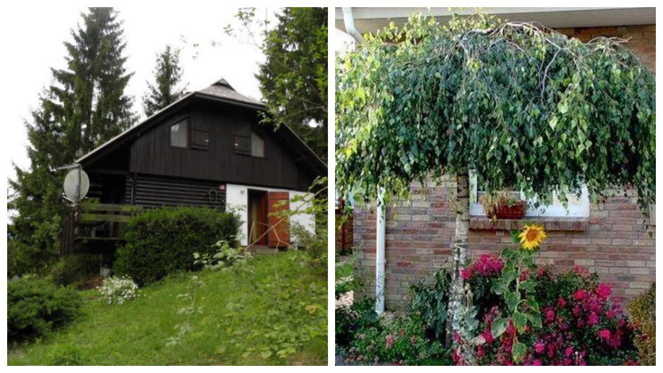 Господарі розповіли, як небажані у дворі дерева можуть принести користь