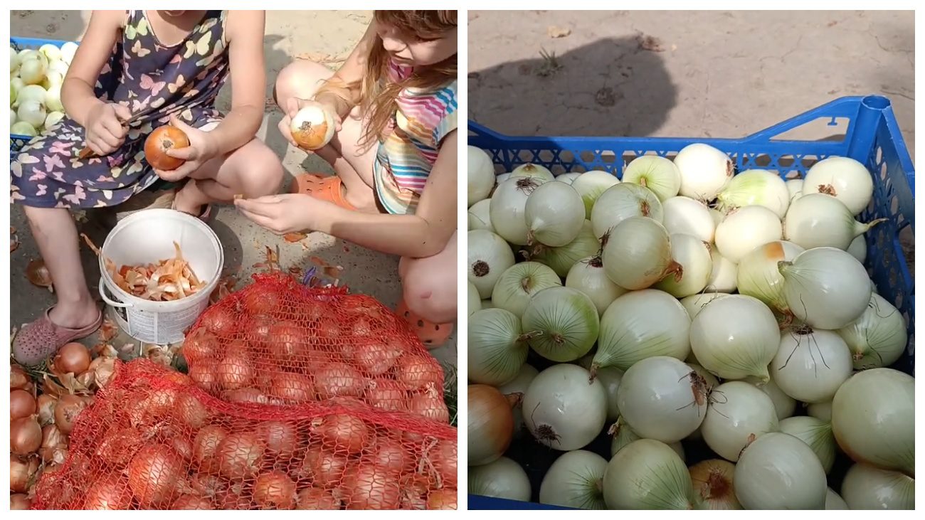 Господарі поділились незвичним способом зберігання цибулі