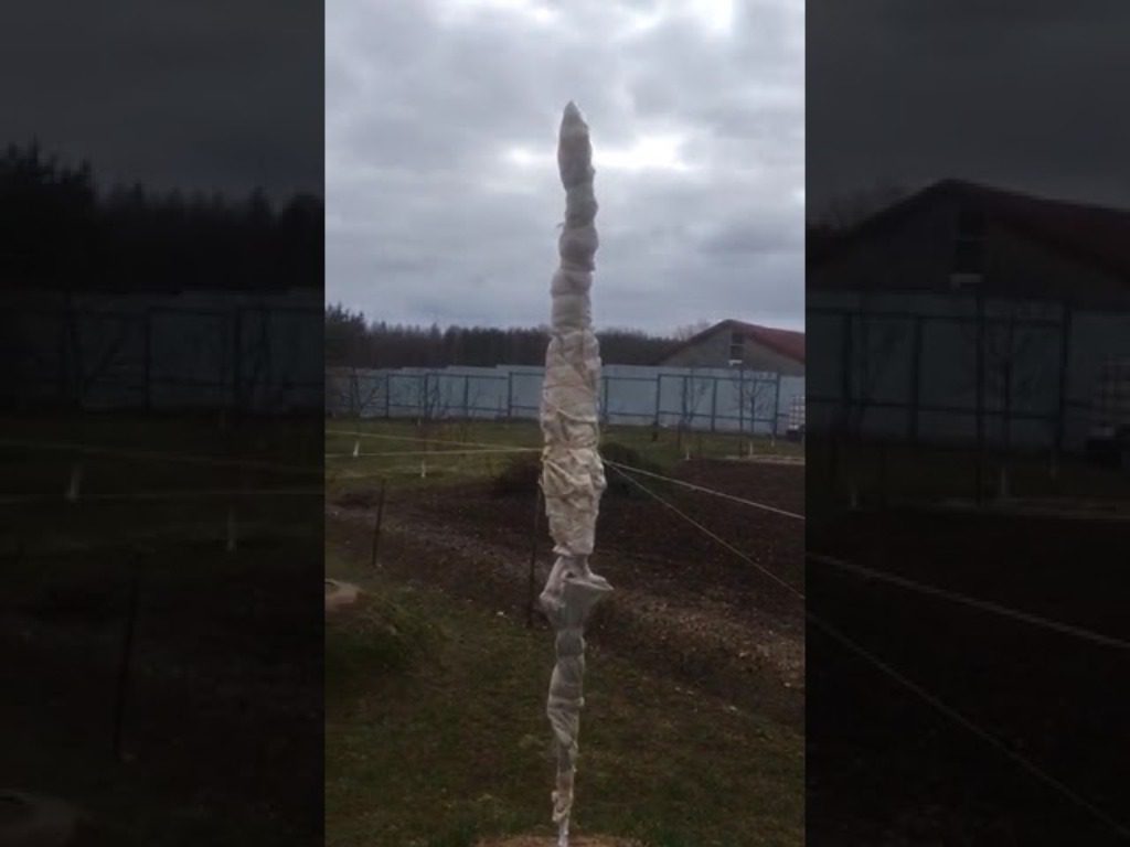 Як захистити абрикос від морозів взимку