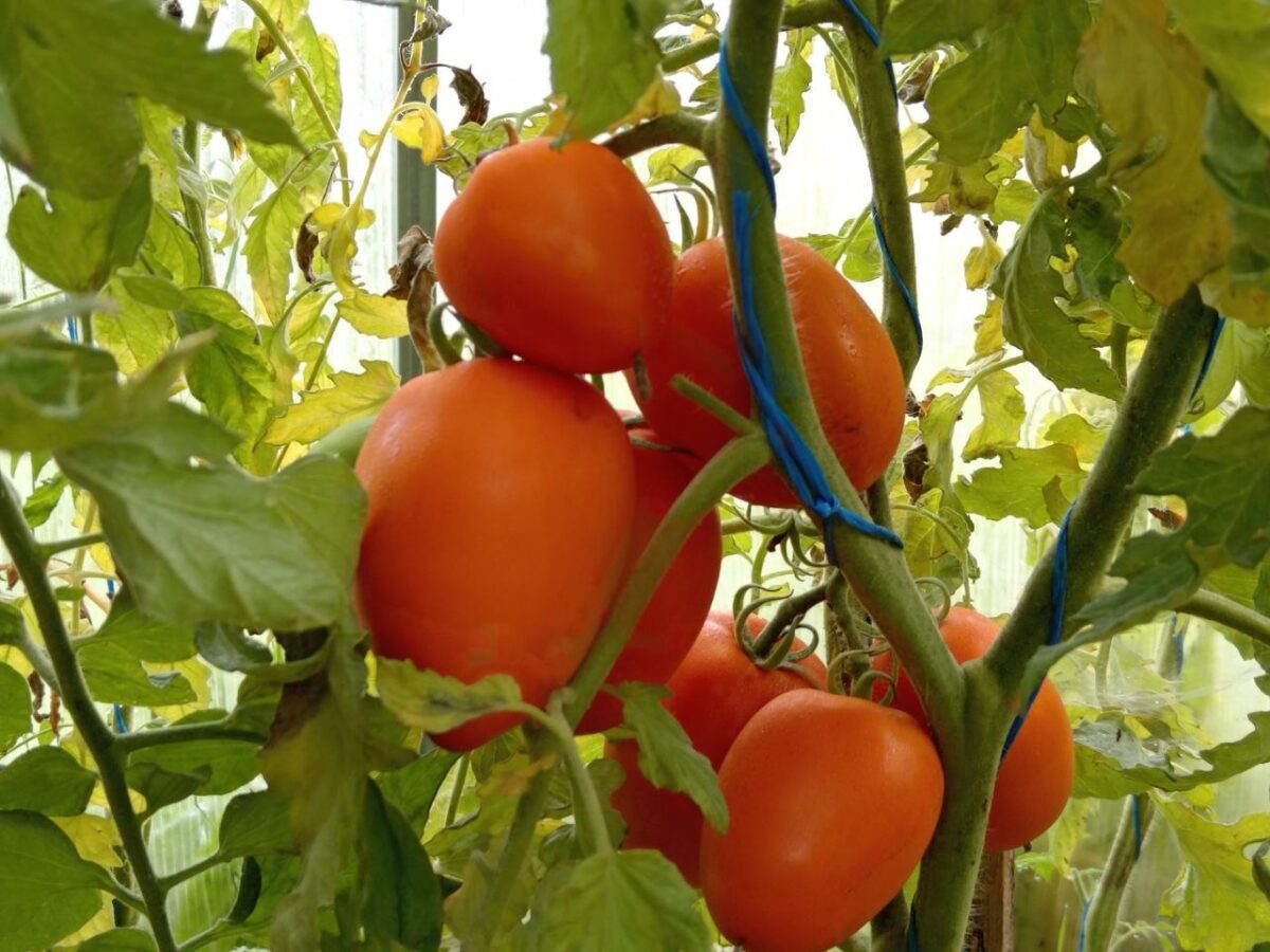 Городники назвали найкращий сорт томатів для вирощування на власній ділянці – назва