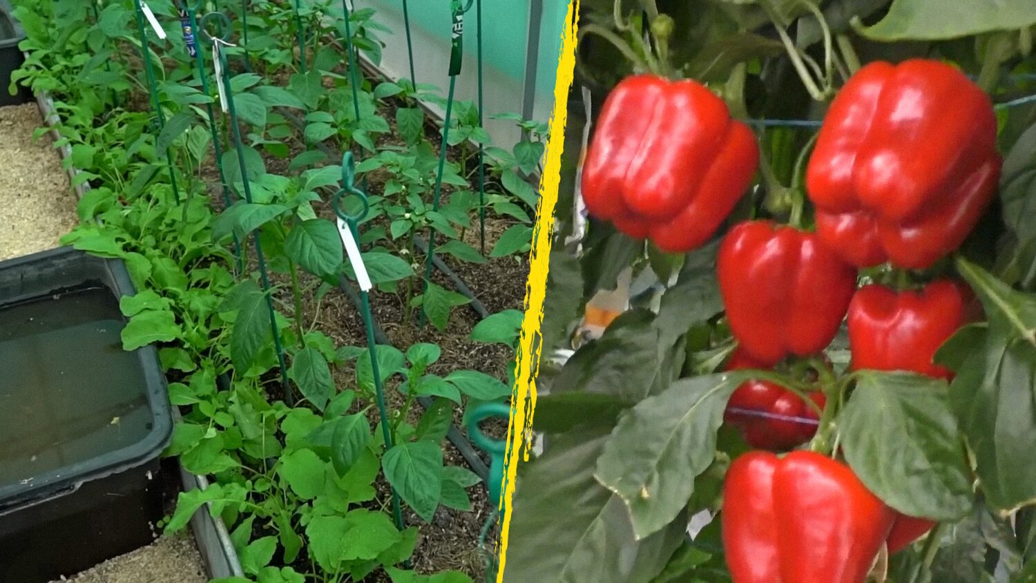 Агроном розповів, як захистити солодкий перець від шкідників