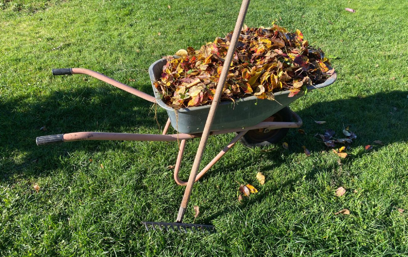 Експерти розповіли, як легко зробити з листя компост
