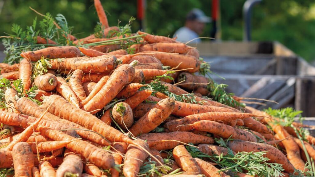 Городники розсекретили два способи посіву моркви під зиму