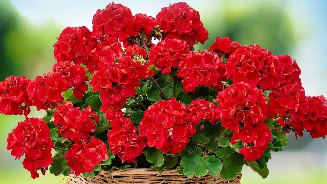 Садівники розповіли, чим підживити герань, щоб насолоджуватися квітами до жовтня