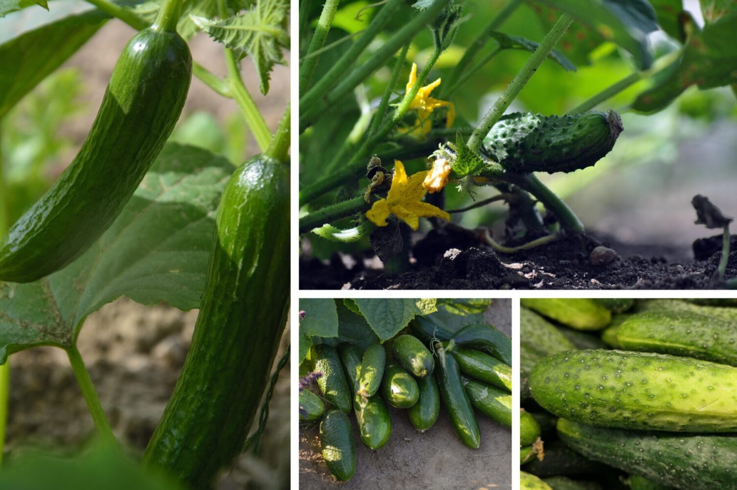 Агрономи розсекретили найурожайніші сорти огірків для вирощування
