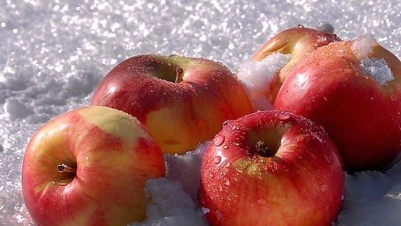 Садоводи назвали найкращі зимові сорти яблук 