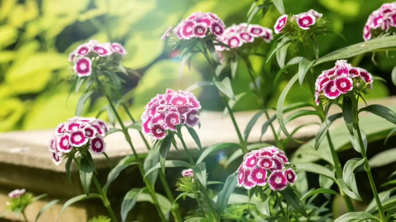 Квітникарі розповіли, які квіти варто посадити під зиму