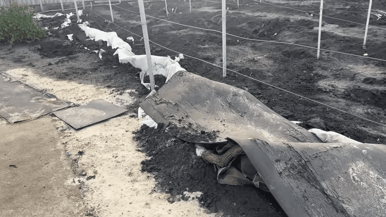 Виноградарі порадили, чим краще укривати лозу від морозу