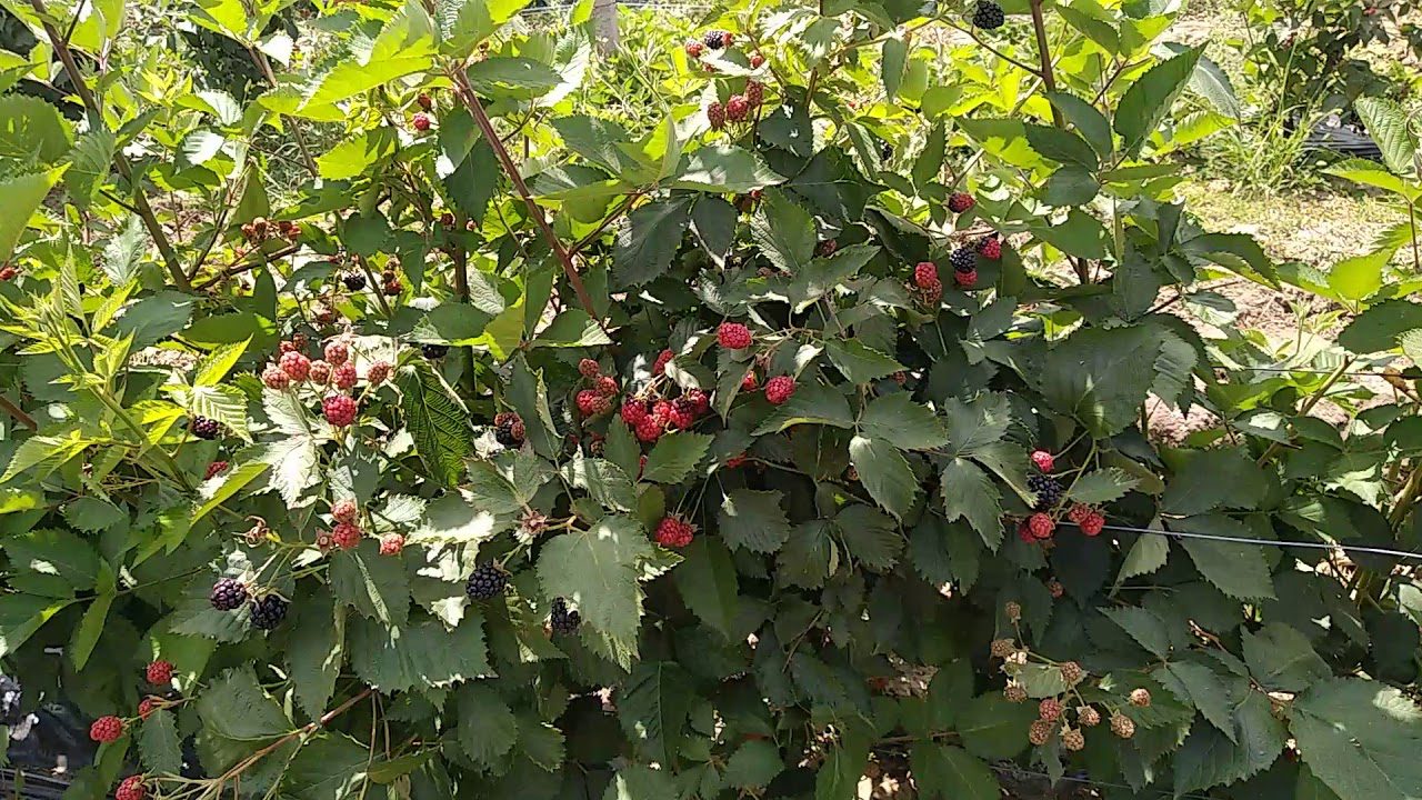 Сорт крупноплідної ожини Вошито та його переваги