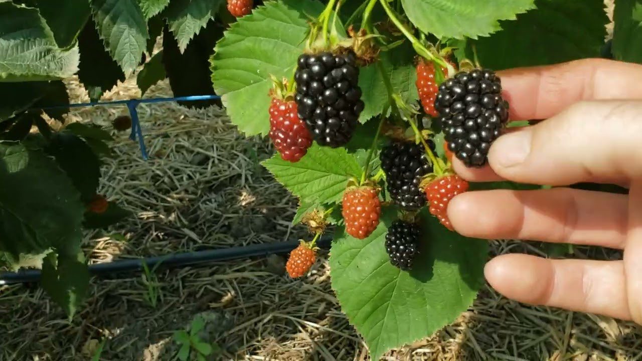 Сорт крупноплідної ожини Вошито та його переваги 