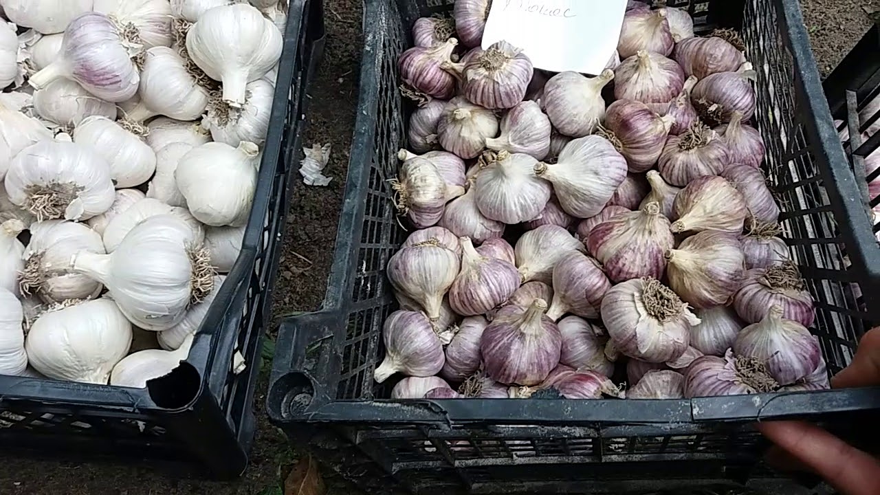 Сорт часнику Український білий (Гуляйпільський)