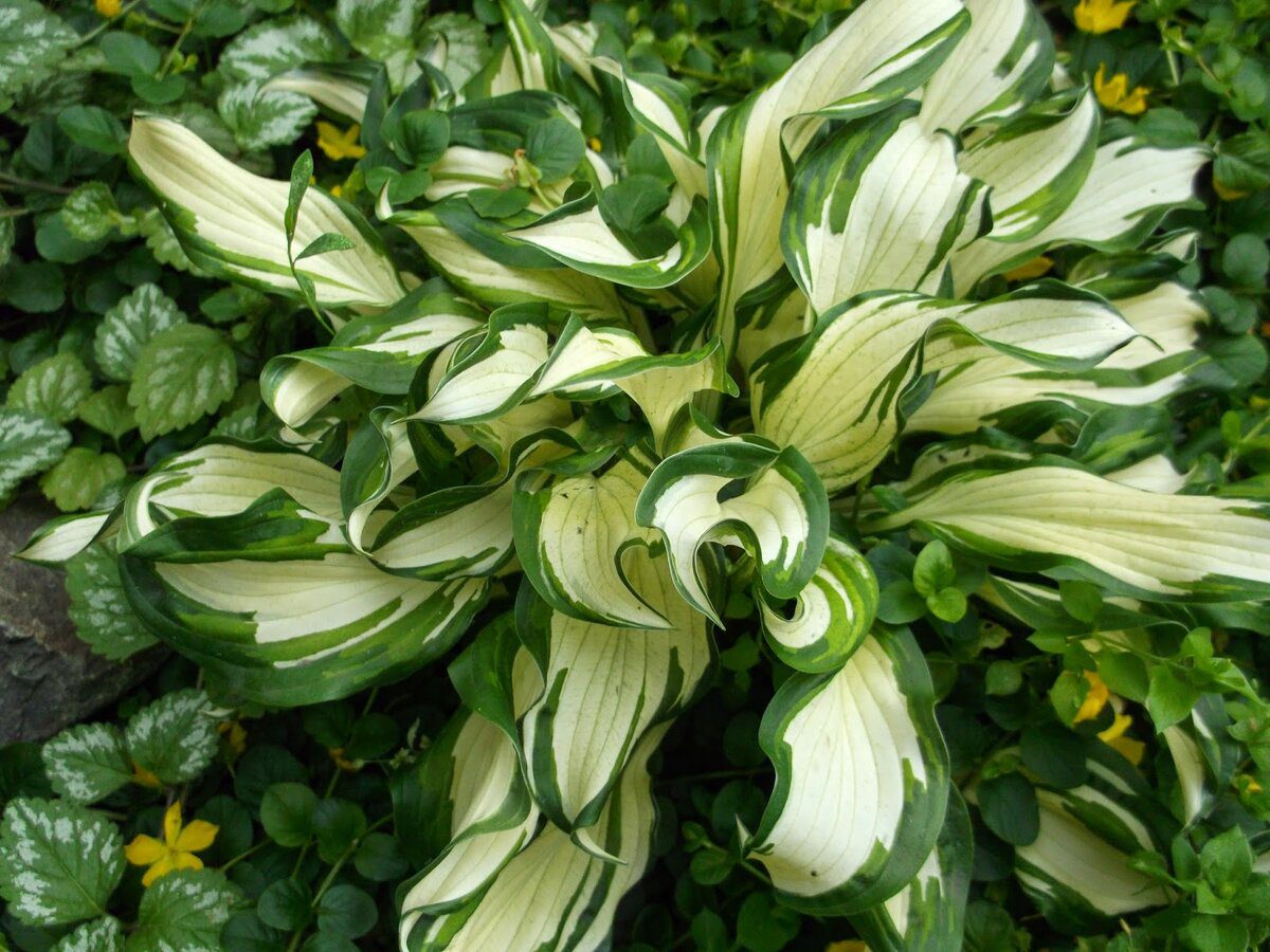 Садівники розповіли, які багаторічні рослини можна посадити в саду восени для цвітіння навесні