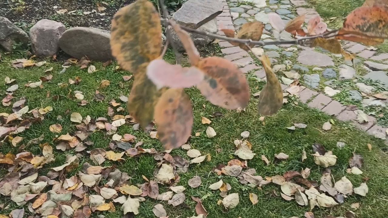 Городники розповіли, як перетворити опале листя на цінне добриво для грядки