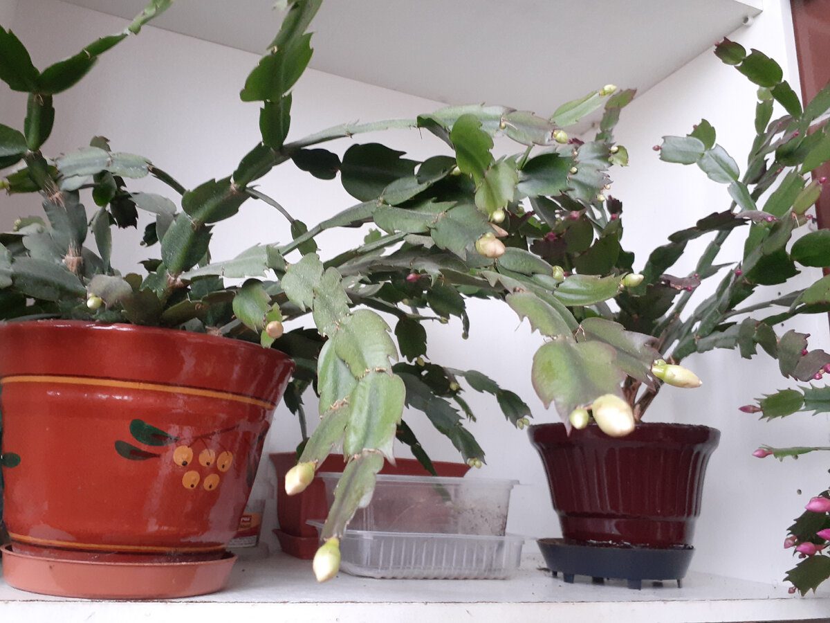 Садівники розповіли, як правильно стимулювати цвітіння декабриста в холодний період року