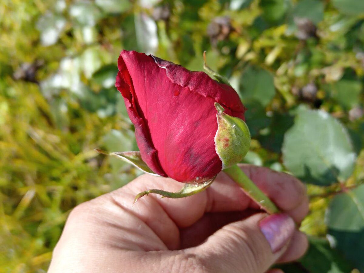 Експерти пояснили, як допомогти троянді скинути зайве листя швидко та без стресу для квітки