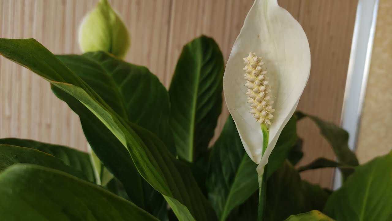 Квітникарі розповіли, чим найкраще підгодувати спатифілум для рясного цвітіння