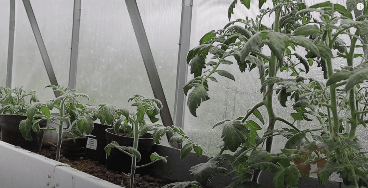 Городники розповіли, які добрива обов'язково потрібно внести до теплиці восени