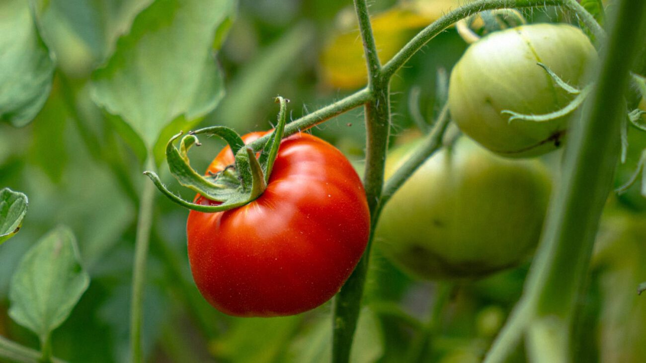 Городники розповіли, який сорт томату обрати для зимової розсади