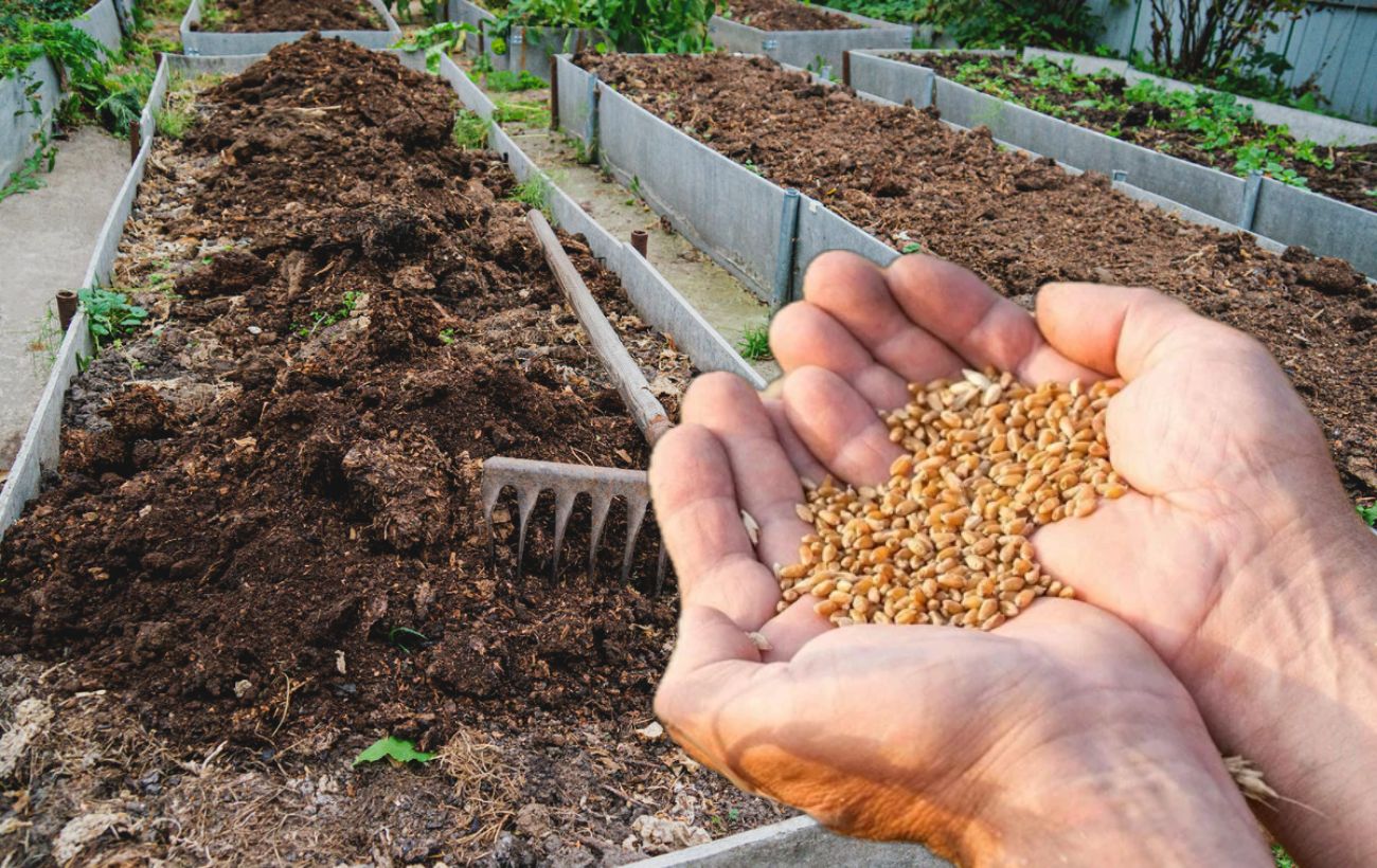 Господині розповіли, як можна ефективно використати відсирілі крупи 