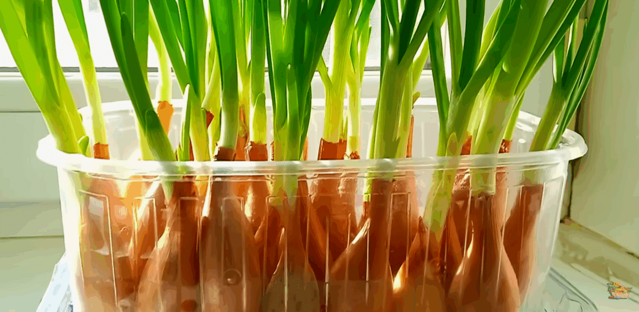 Як виростити зелену цибулю на підвіконні за 20 днів: без землі та бруду