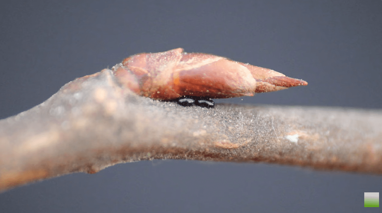 Садівники розповіли, де насправді зимує попелиця і як з нею боротися