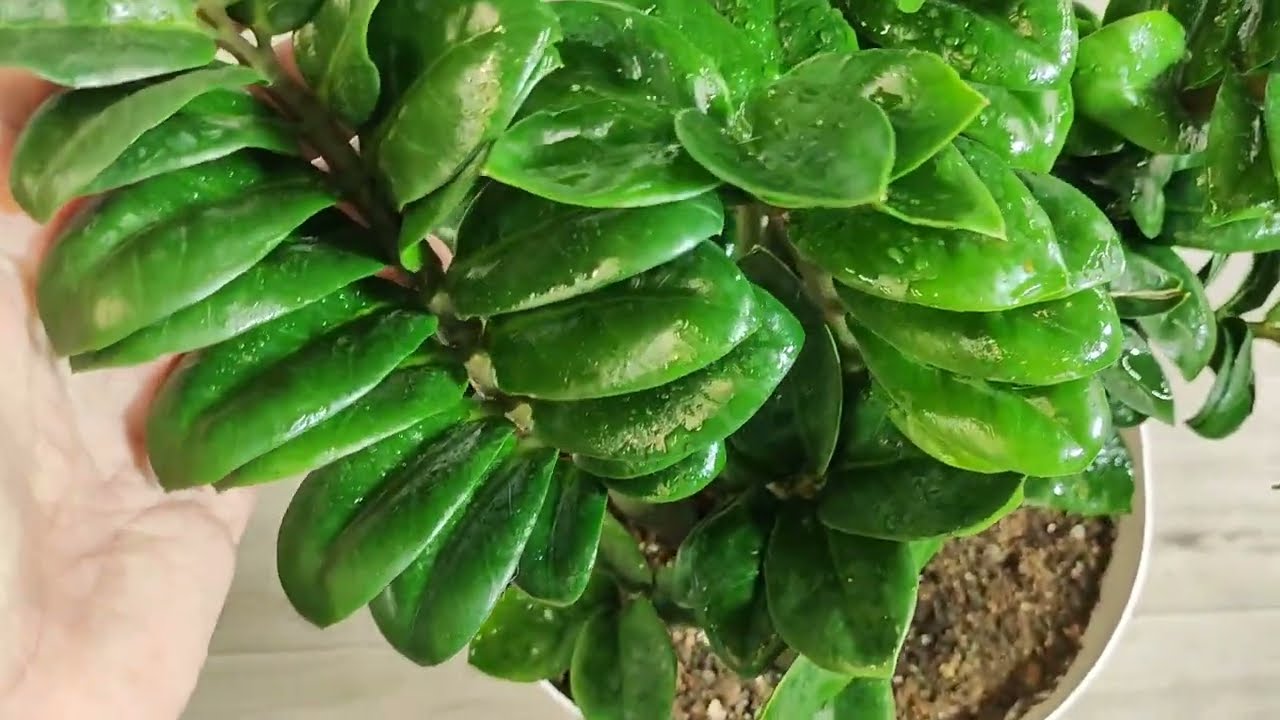 Квітникарі розповіли, чим підживити заміокулькас для активного нарощування листя