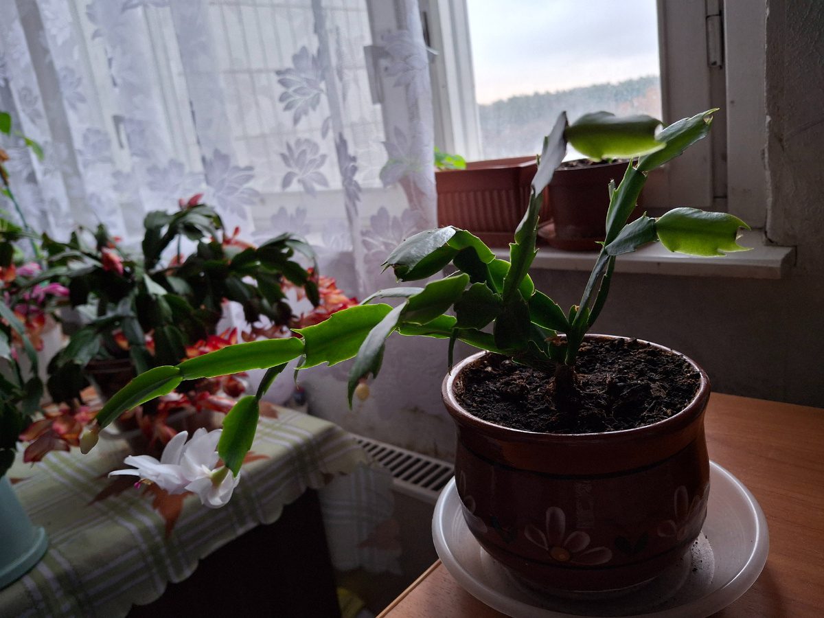 Садівники розкрили секрет, яке підживлення допоможе декабристу продовжити цвітіння до весни