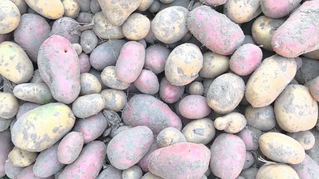 Дачники назвали правила, які допоможуть зберегти урожай картоплі до самої весни