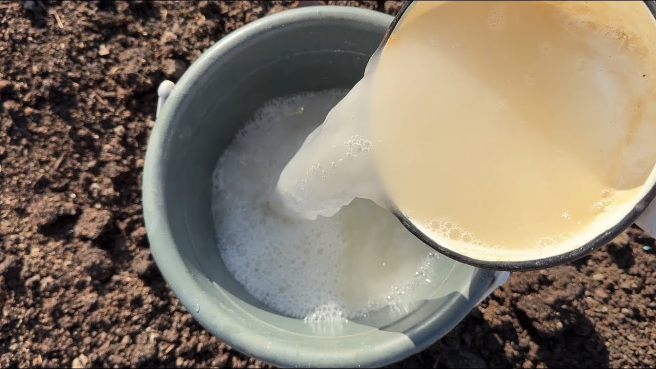 Городники розповіли рецепт поживного розчину, щоб полити город перед морозами 