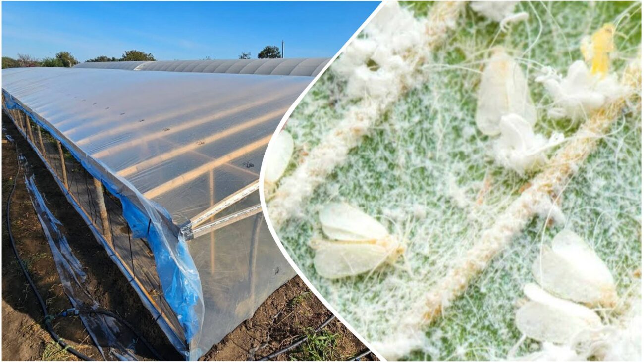 Садівники розповіли, як легко й швидко позбутися білокрилки в теплиці