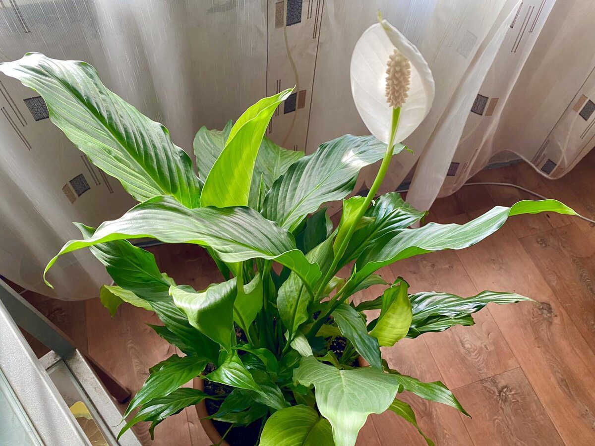 Квітникарі розповіли, навіщо поливати спатифілум чайною заваркою 