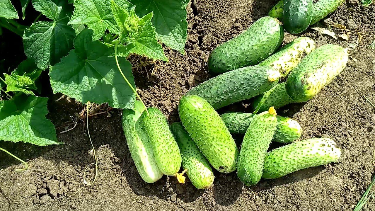 Ранньостиглі огірки сорту Арктика F1