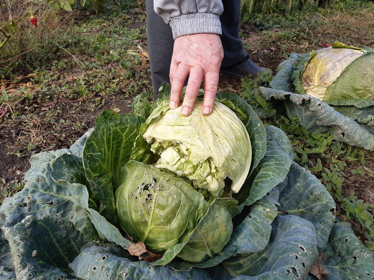 Городники розповіли, чим удобрити ділянку, на якій росла капуста 