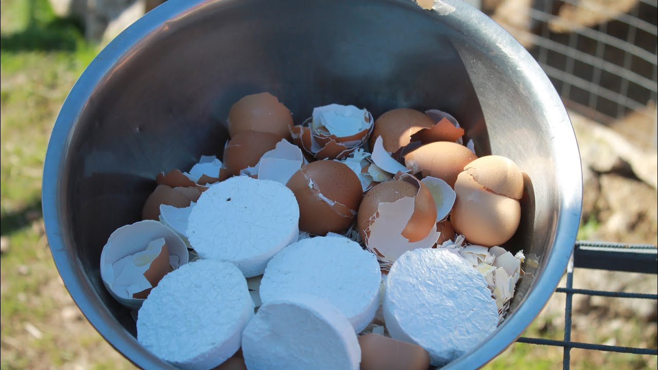 Садівники розповіли, як з яєчної шкаралупи зробити добриво для городу та саду