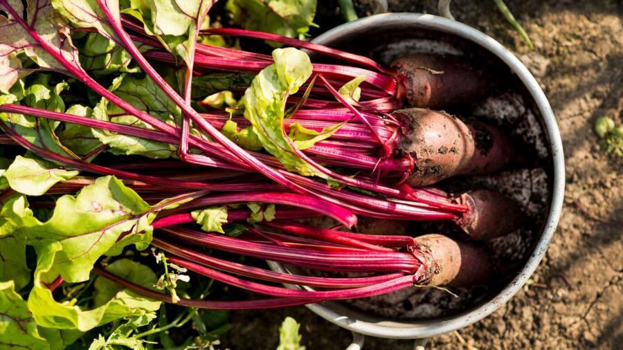 Городники розповіли, який сорт бурякакраще не садити для власного споживання 