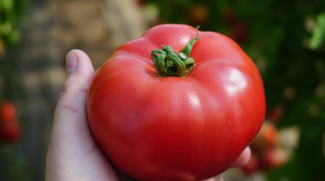 Агрономи розсекретили найсмачніший сорт томатів, який дає високий врожай Агрономи розсекретили найсмачніший сорт томатів, який дає високий врожай