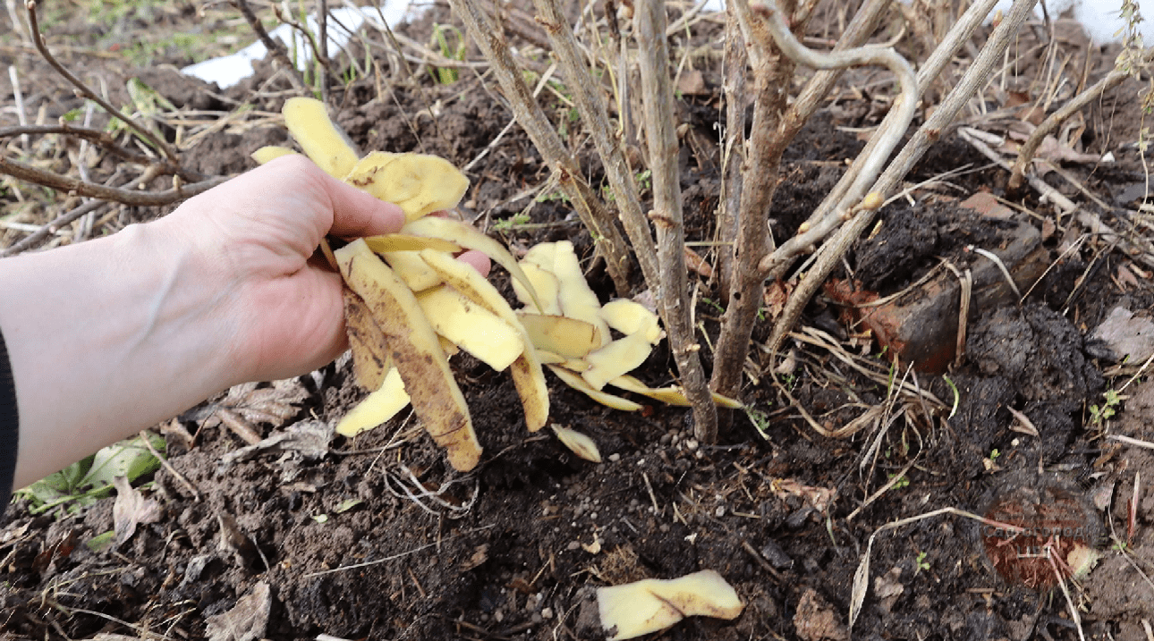 Садівники назвали спосіб отримати багато великої солодкої смородини