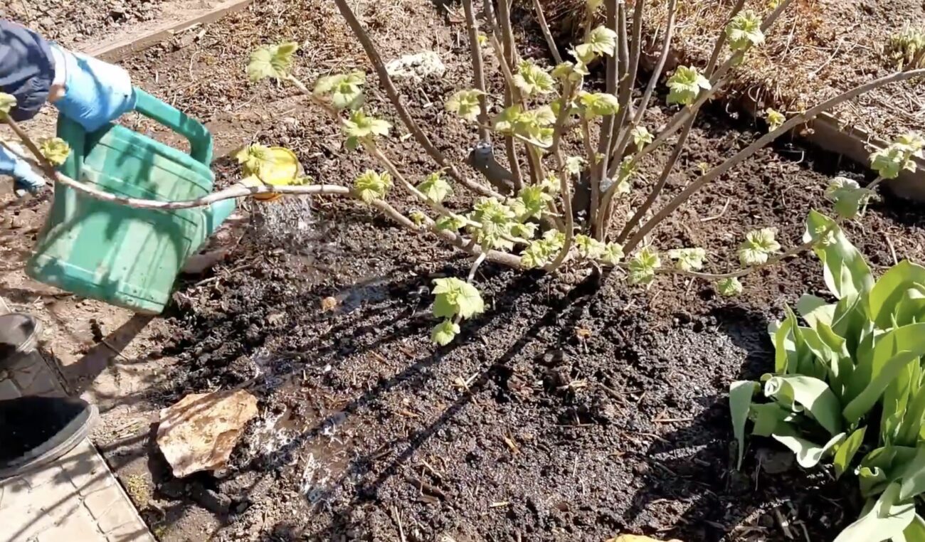 Садівники розповіли, чим обробити кущі смородини наприкінці листопада